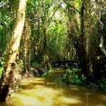 Mekong Delta