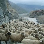 unterwegs nach Manali