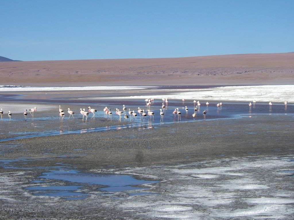 Laguna Colorada