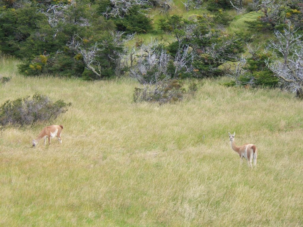 Torres del Paine